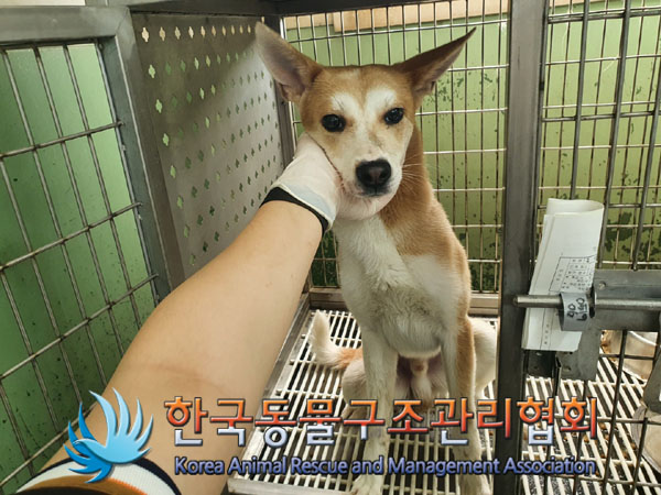 한국동물구조관리협회_411307202300180